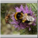 Bombus hortorum - Gartenhummel 03.jpg